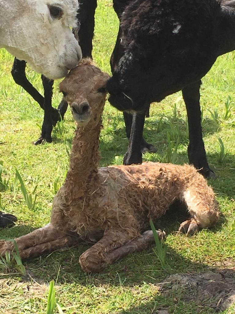 Buttercup the baby alpaca