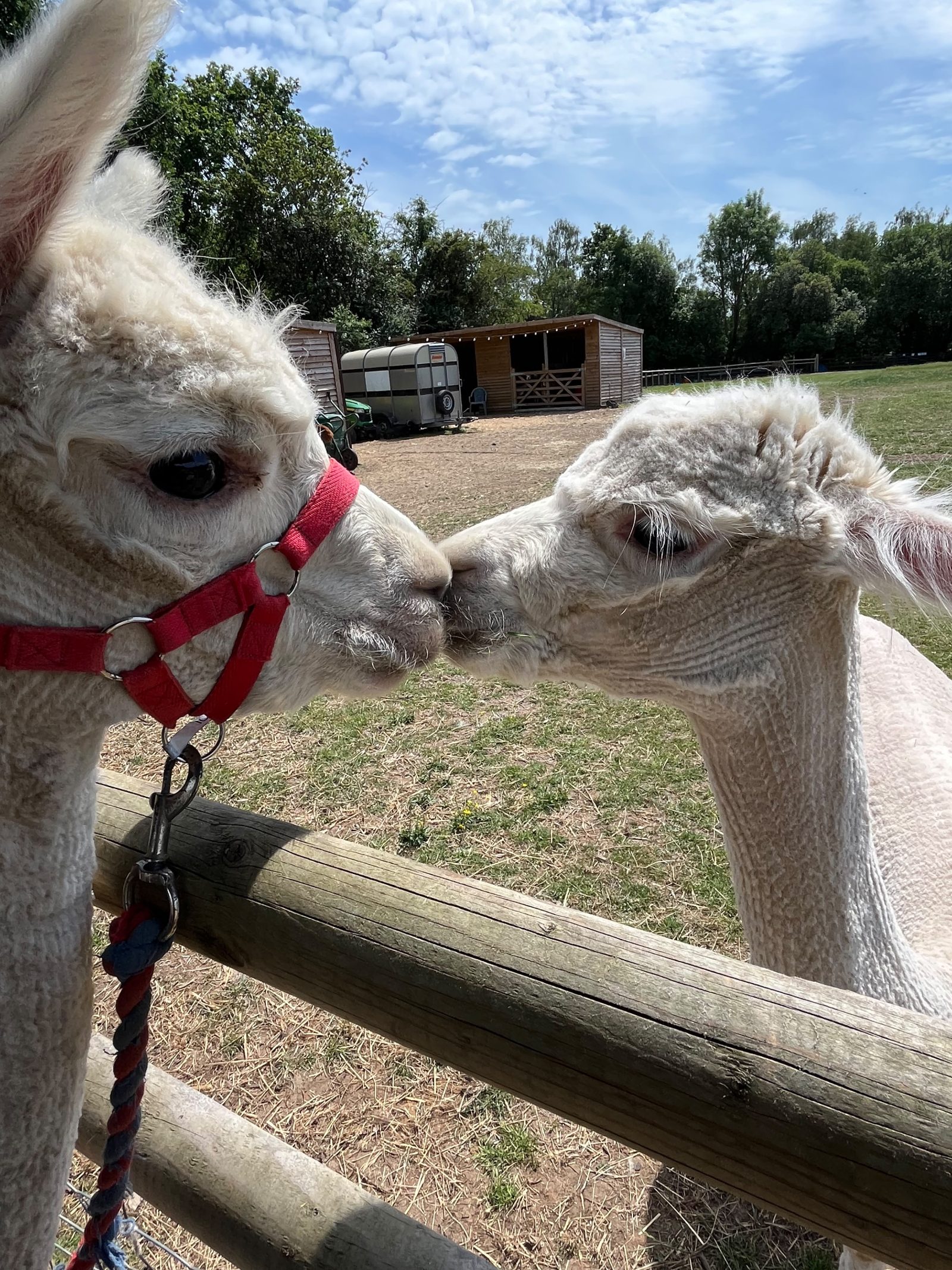 Alpaca Walking Vouchers