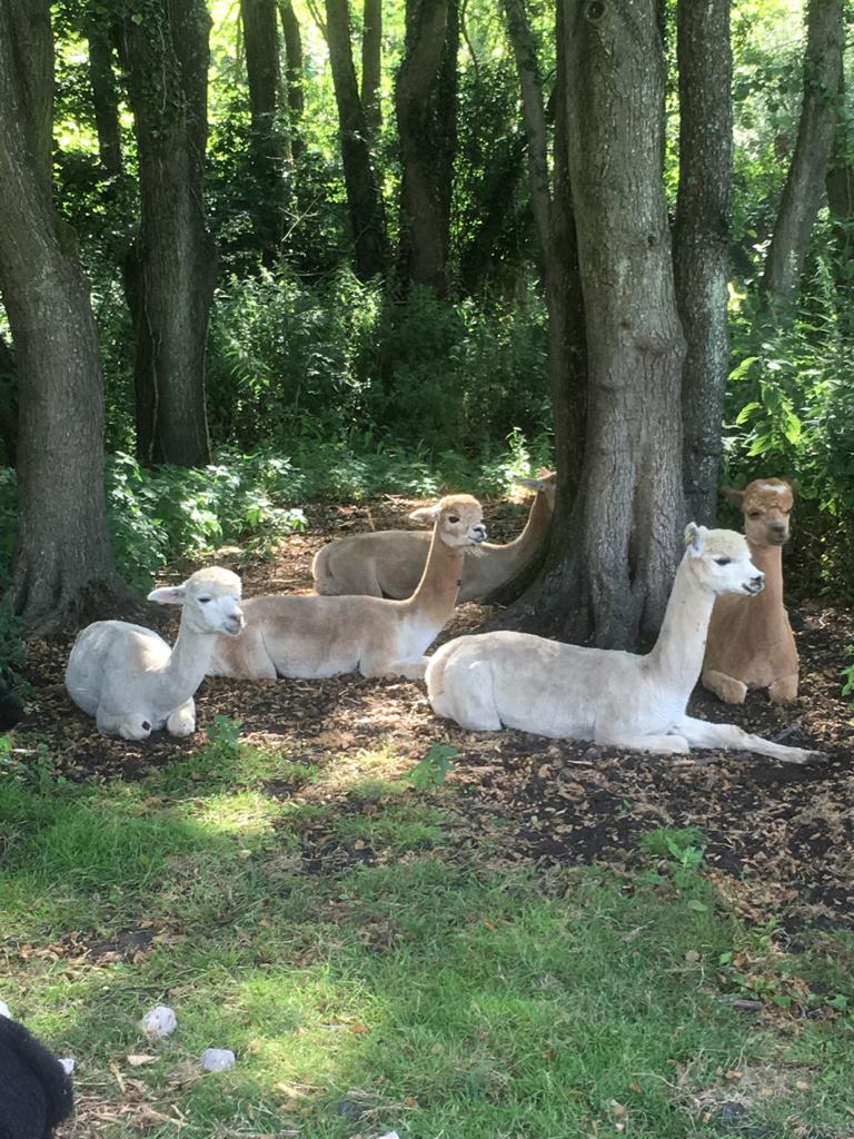 Alpacas resting in the woods