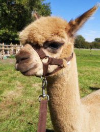 Alpaca Walking in Winchester