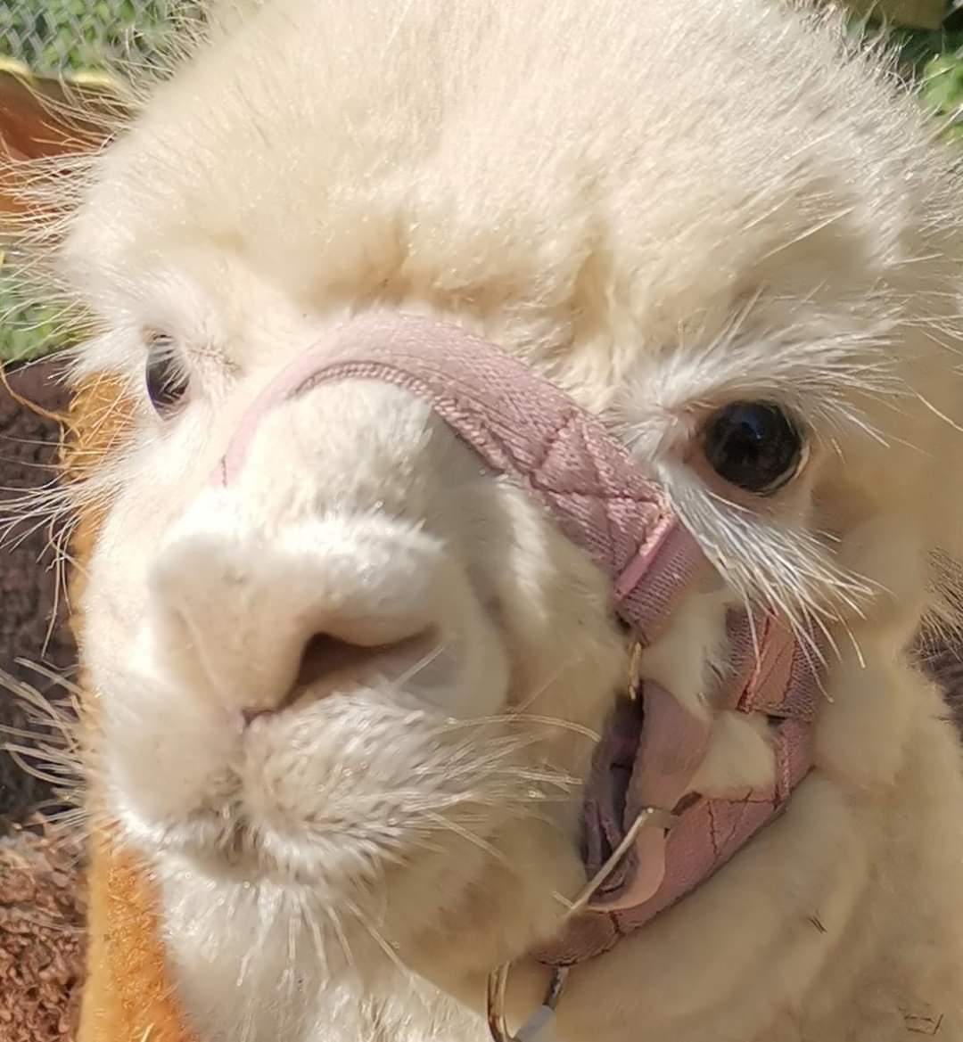 Family with alpacas
