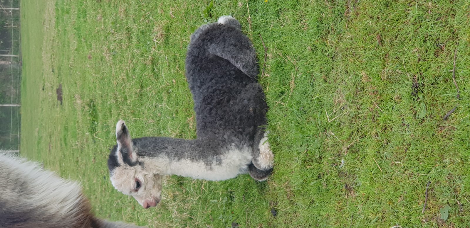 Baby Alpaca Walks in Hampshire: A Gentle Guide to Meeting Our Crias