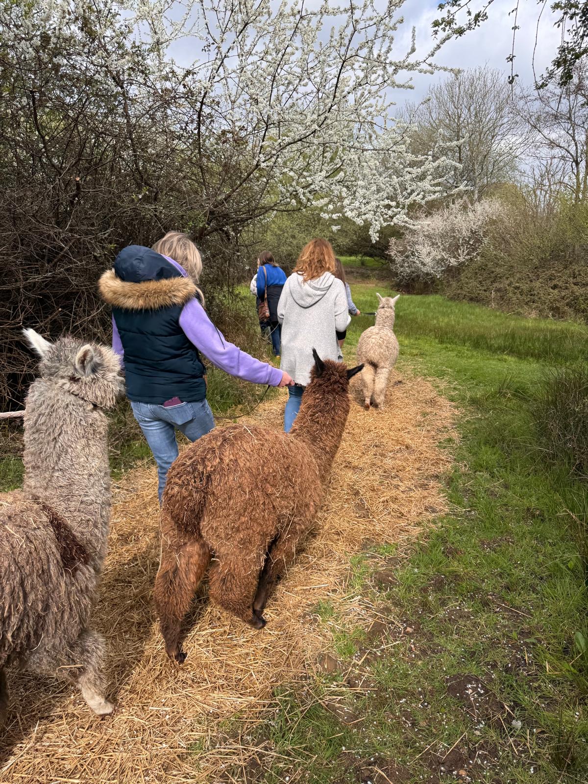 Alpaca close-up