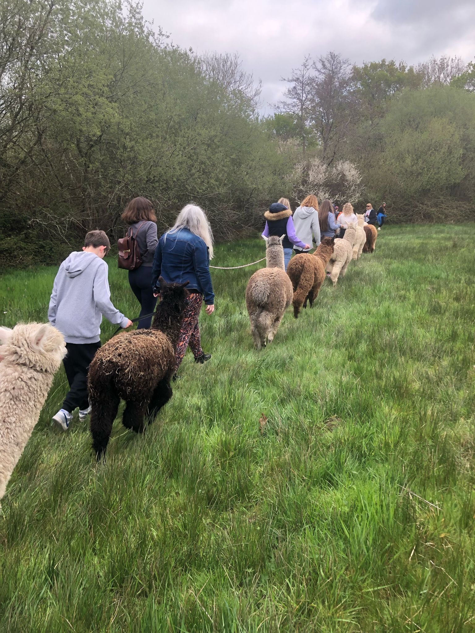 Accessible Alpaca Walks in Hampshire